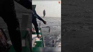 Catching Abundant Rosy Snapper in the Deep Sea fishing fishingvideo seafishing [upl. by Eversole]