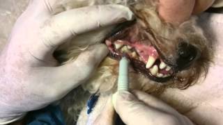 Limpieza de dientes SIN ANESTESIA en caninos [upl. by Travers536]