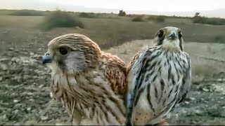 2 cute kestrels [upl. by Calder]