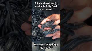 Murrel seeds available delivery all over india by train 🚉 feed converted fish WhatsApp 7331157897 [upl. by Farver915]