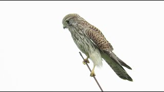 juvenile Common Kestrel  Falco tinnunculus  Torenvalk  Mortsel  Belgium  September 2024 [upl. by Engracia598]