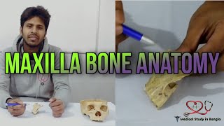 Maxilla bone anatomy in Bangla  Parts attachment ossification  Medical Study in Bangla [upl. by Tiebout]