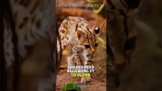 Discover the Margay│The Agile TreeClimbing Wild Cat of Central and South America [upl. by Virgin]