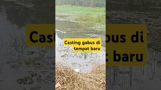 Casting gabus spot baru mancing ikangabusrawa ikangabus [upl. by Domeniga]