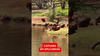 Capivara em Apucarana [upl. by Loralyn638]