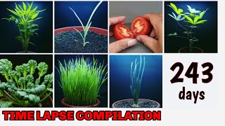 Growing Plants Compilation Part 2 I timelpase for 243 days [upl. by Akirdnuhs]