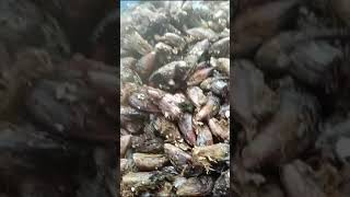 கடல் சிப்பி  தோடு season தொடங்கியது ஒன்றுன் விலை ரூபாய் 10  ஷார்ட்ஸ் shortsfeed fish [upl. by Par]