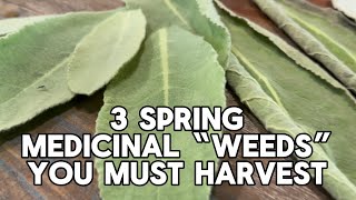 3 Spring Medicinal WEEDS to Harvest  In your OWN Backyard [upl. by Suzie]