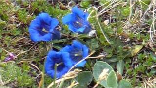 Welcome to MittenwaldBeautiful Alpine WorldKarwendelBavarian limesone AlpsMountain Gentian [upl. by Lehcsreh]