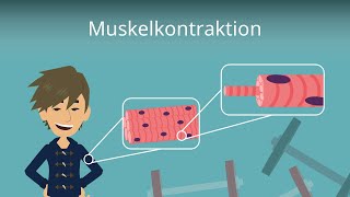 Muskelkontraktion einfach erklärt [upl. by Lacey202]