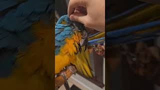 So Many Pin Feathers 🥺 shorts macaw birds parrot [upl. by Lliw]