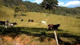 Brazilian Rustic Cattle [upl. by Ertnod781]