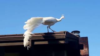 Wild White Peacock Flying [upl. by Hanavas]