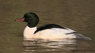 BTO Bird ID  Goosander and Redbreasted Merganser [upl. by Eelirak]