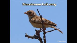 Monotonous Lark song [upl. by Sina]