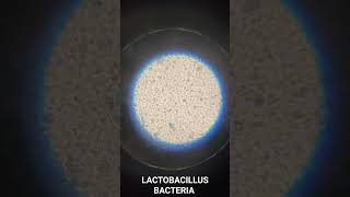 Lactobacillus Bacteria under microscope  Biology Practical [upl. by Ellehcan]