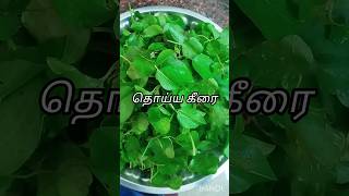 தொய்ய கீரை கடையல்Thoiya Keerai kadayalthoyya keerai kadayalkeerai kadayalshortskeeraispinach [upl. by Atilrahc]