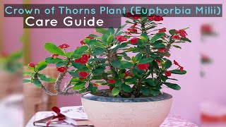 Crown of Thorns Plant Euphorbia Milii Care Guide [upl. by Natsuj645]