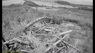 Llyn Clywedog 1 Osprey Nestā€ļø¸310324 [upl. by Petty]