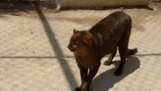 Jaguarundis [upl. by Snehpets]