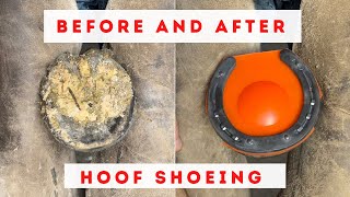 Horse hoof cleaning trimming and shoeing satisfying ASMR farrier [upl. by Borrell]