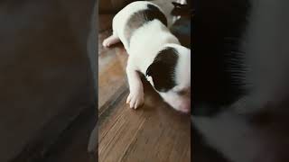 cute chihuahua puppy crying short [upl. by Honan]