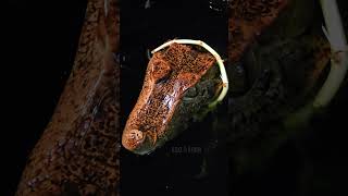 Floki the Cuviers Dwarf Caiman share reptiles trending shorts subscribe follow new best [upl. by Awe]