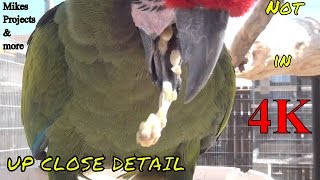 Military Macaw Regurgitates Close Up [upl. by Cantu826]