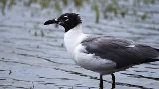 Birding in BDA after Hurricane Ernesto Part 1 [upl. by Nomis358]