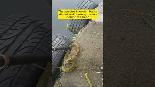 What Snake Is is snake animals ratsnake snakebite wildlife snakevideo [upl. by Couture]