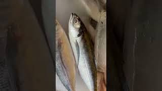 Ikan cakalang youtubeshorts fish seafood food fishing ikan ikanlaut [upl. by Zel]