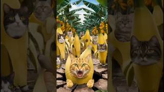 Story Banana Cat 🙀 cat catlover cute [upl. by Argella]