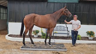 Weigh Day of training horses layups and yearlings at Merryland 73024 [upl. by Elocon]