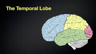 067 The Anatomy and Functions of the Occipital and Temporal Lobes [upl. by Hardwick]