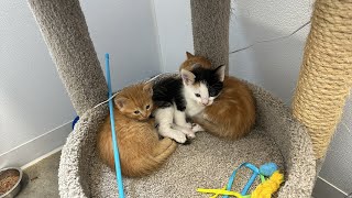 Furball Farm Cat Sanctuary is live [upl. by Kettie151]