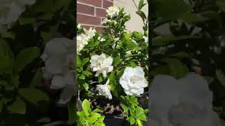 Profuse Gardenia Veitchii Blooms [upl. by Wendy]