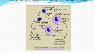 Chronic Inflammation HD [upl. by Aurora169]