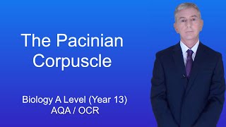 A Level Biology Revision Year 13 quotThe Pacinian Corpusclequot [upl. by Sherer]