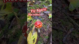 Fly Agaric  Mario Mushroom Not edible [upl. by Hsirrehc]