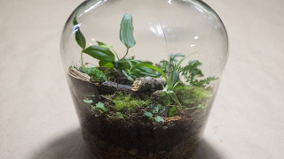 Making a Bottle Terrarium  Closed Terrarium Basics [upl. by Alamap]