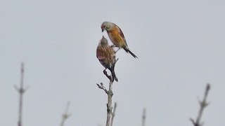 Linnet Birds at The Coast [upl. by Betsey302]