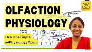 Olfactory system anatomy and physiology  pathways  Special senses sense of smell [upl. by Ika555]