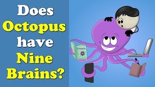 Does Octopus have Nine Brains  more videos  aumsum kids science education children [upl. by Odareg]