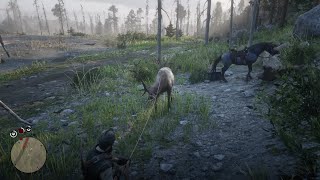 RDR2 John goes a round of Rocky Mountain Bull Elk Bulldust through Cotorra Springs [upl. by Oiragelo]