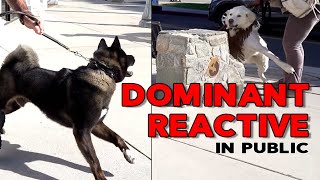 SOCIALIZE a DOMINANT REACTIVE DOG IN PUBLIC pt 1 [upl. by Ainet]