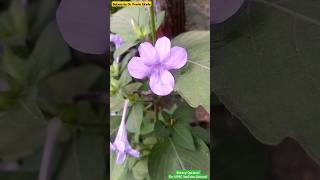 Imbricate Aestivation in Flowers  Examples study exam2025 [upl. by Anaujait]