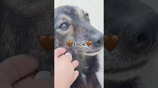 Jack Needs A Home  Furry Rescue Italy shorts dogadoption dog love [upl. by Nnaik200]