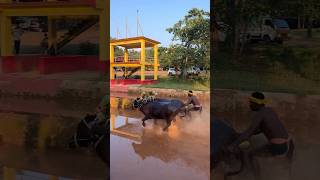 Kambala 😍kambalafan kambala kambalalive moodbidri kudla karkala mangalore kantara daiva [upl. by Magnuson]