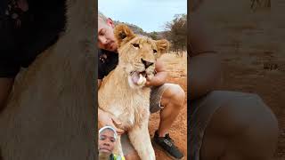 Feeding Lions With Vegetables lion animals wildlife funny explore duet deanschneider shorts [upl. by Brink]