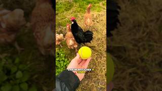 Warum Hühner einen Tennisball brauchen 😱🐓🎾 hühner winter landwirtschaft tippsundtricks huhn [upl. by Ariel]